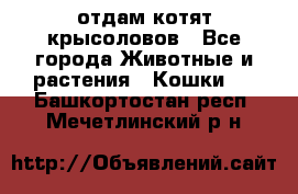 отдам котят крысоловов - Все города Животные и растения » Кошки   . Башкортостан респ.,Мечетлинский р-н